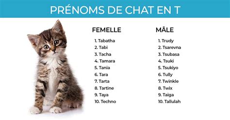 Id Es De Pr Noms De Chat En T Pour Les Femelles Et Les M Les