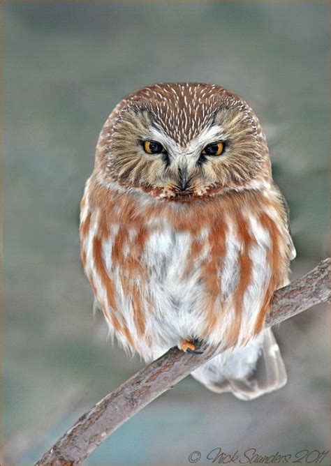 Northern Saw Whet Owl Habitat