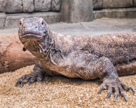 Varanus Komodoensis Komodo Dragons Can Grow Up To 10 Feet Flickr