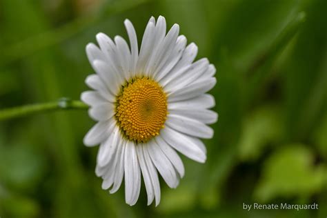 Magerwiesen Margerite Leucanthemum Vulgare Magerwiesen M Flickr