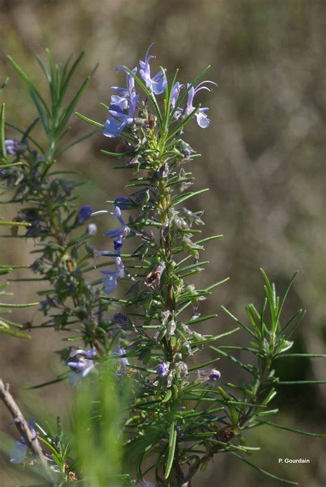 Salvia Rosmarinus Spenn Romarin Officinal Romarin Sauge