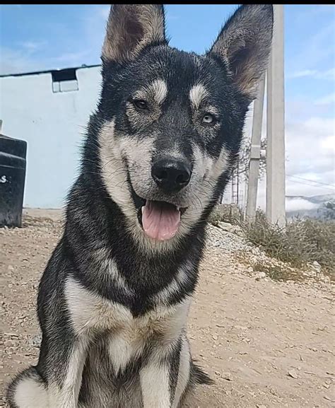 Desesperado Por Encontrar A Su Perro Ofrece Su IPhone Como Recompensa