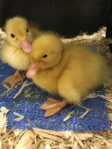 These Two Cute Ducklings : r/ducklings