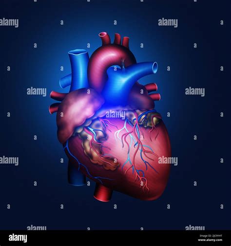 Human Heart Biology