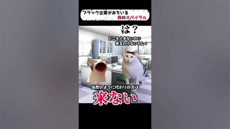 【猫ミーム】ブラック企業がおちいる負のスパイラル【実話】 猫ミーム 猫マニ Catmemes 猫ミーム日常 社畜 Shorts Youtube