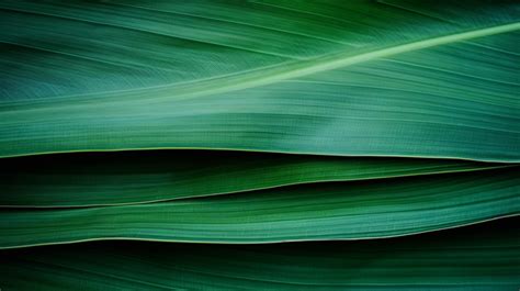 Captivating Patterns Of Banana Leaf Texture Background Green Nature