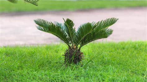 Sago Palm A Complete Care And Safety Guide With Photos 2023 In 2023