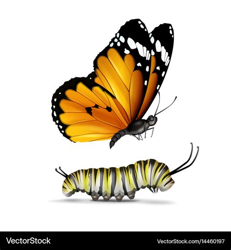 Plain tiger butterfly and caterpillar Royalty Free Vector