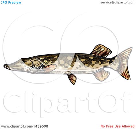 Clipart Of A Sketched And Colored Pike Fish Royalty Free Vector