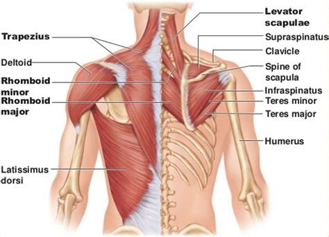 Muscles of the Shoulder | New Health Advisor