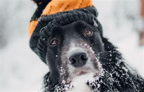 Cómo proteger a tus mascotas del frío Perros Border Collies