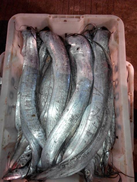 釣帶魚串鉤釣法與鐵板釣法技巧「圖」 每日頭條