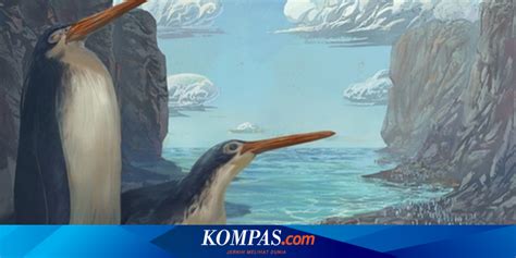 Researchers Find Giant Ancient Penguin Fossils, Weighing Up to 154 ...