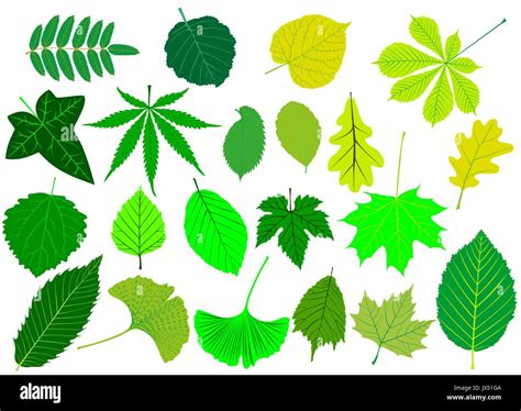 Las hojas del árbol verde,conjunto de siluetas, hoja Imagen Vector de ...