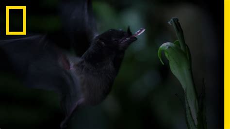 Tube Lipped Nectar Bat Untamed Americas YouTube