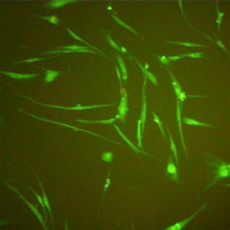 Human Gingival Fibroblasts Hgf 1 Fluorescence Test Livedead