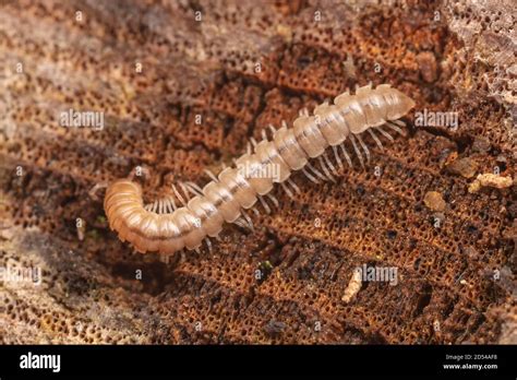 Greenhouse Millipede Oxidus Gracilis Stock Photo Alamy