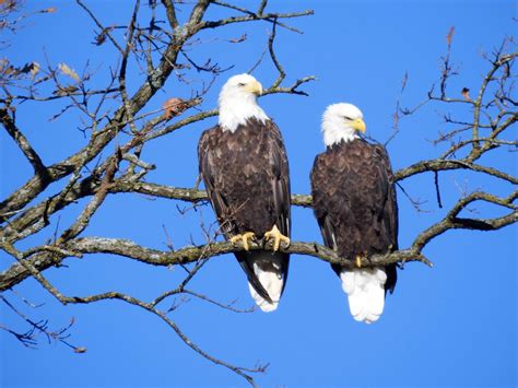 Female Bald Eagles Identification Guide Birdfact