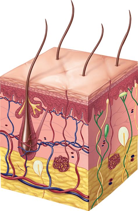 Skin Anatomy And Physiology