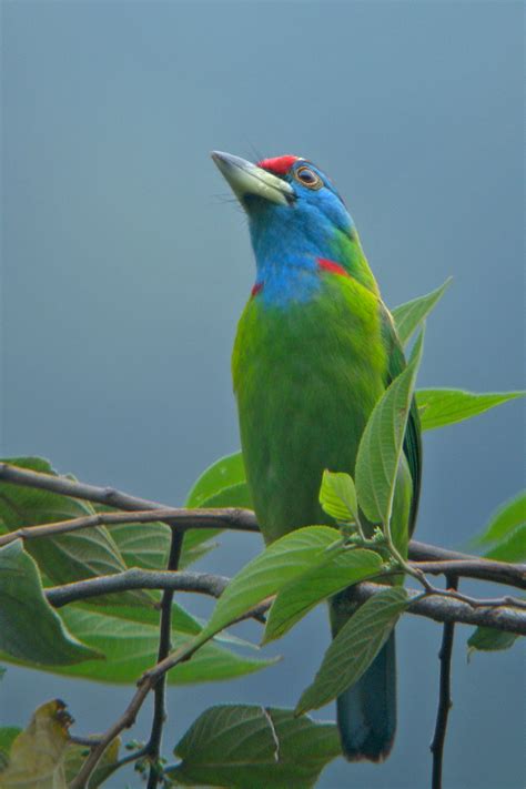 Bhutan Birding Tours - Bhutan Birdwatching Tours - Birdquest