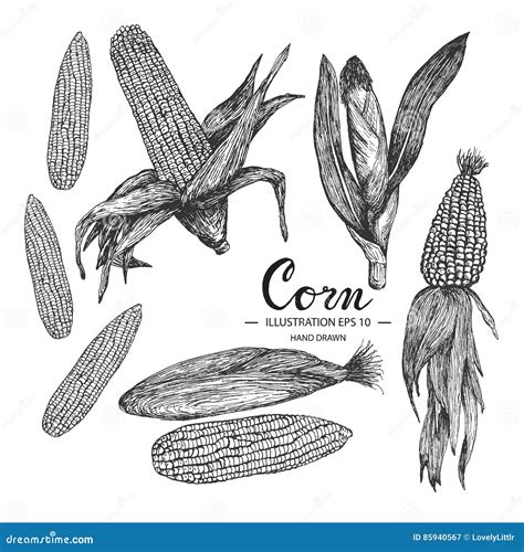 Corn Hand Drawn Collection By Ink And Pen Sketch Stock Vector