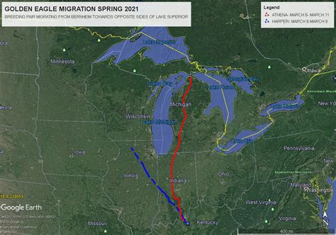 Golden Eagle Migration Update - Athena Spotted at Mackinack Straits ...