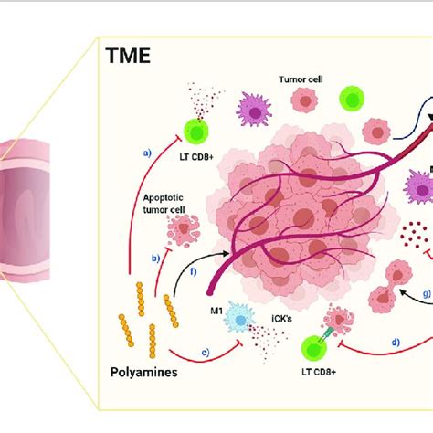 Effects Of Polyamines In The Tumor Microenvironment Red Arrows