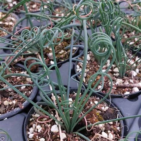 Albuca Spiralis Care Growing For Frizzle Sizzle Plant