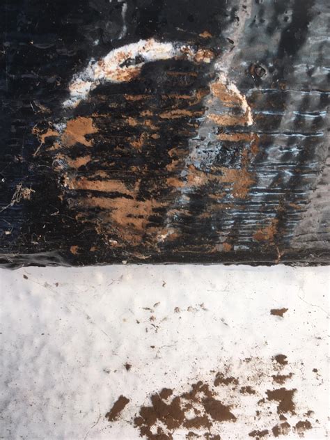 wood - What is this grey fungus/insect, and is it damaging the woodwork