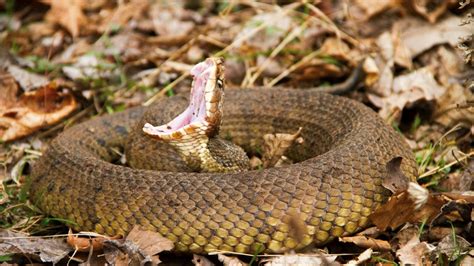 Copperhead Venomous Snakes Nc - ghalibghazals