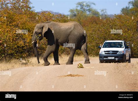 African Elephant Crossing The Road Hi Res Stock Photography And Images