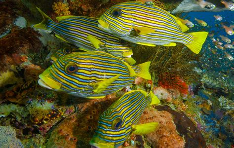 schooling fish meridian adventure raja ampat indonesia scuba diving