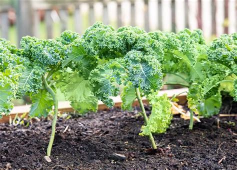 Brassica Oleracea Var Sabellica Gr Nkohl