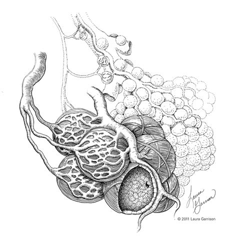 The best free Alveoli drawing images. Download from 5 free drawings of ...