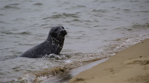 Gray Seal | Facts, pictures & more about Gray Seal