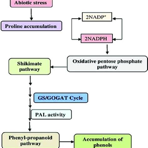 PDF Role And Regulation Of Plants Phenolics In Abiotic Stress