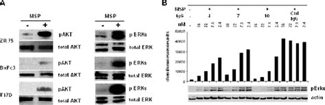 Ron Iggs Block Msp Activated Signaling A Cell Lysates Of Zr T D