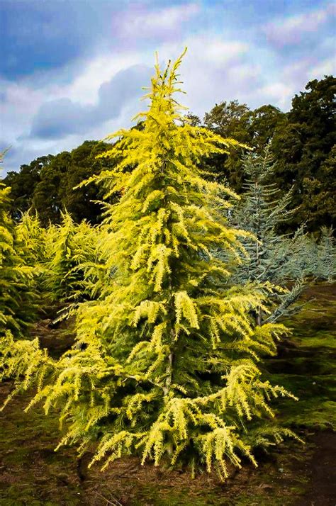 Cedrus Deodara Aurea Zlata Himalajska Cedra Drevesnica Kurbus