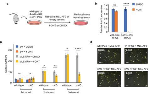 Ash L Is Required For The Initiation Of Mll Af Induced Leukemic