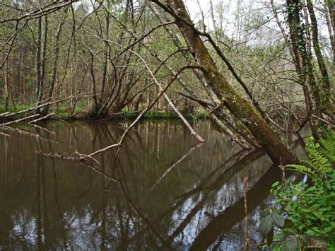 Free Images Landscape Tree Nature Forest Lake River Pond