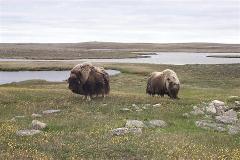 Kitikmeot Region – Nunavut Parks