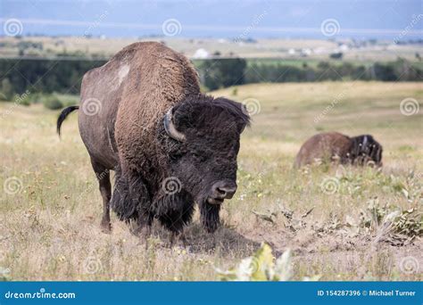 American Bison Stock Photo Image Of River Range Montana 154287396