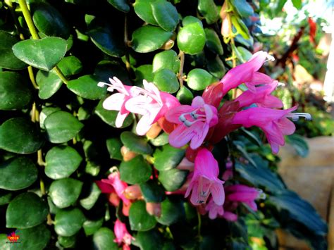 Flora Lipstick Plant Aeschynanthus Thai Pink Gesne… Flickr