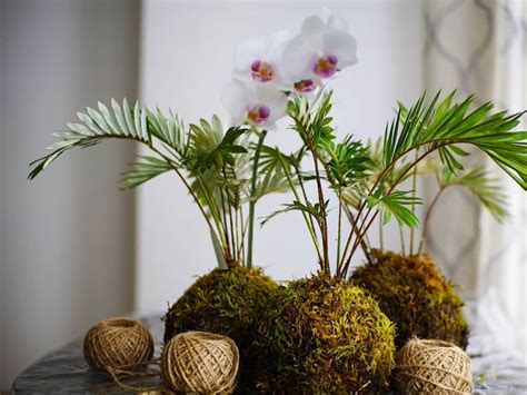 How To Make Orchid Kokedamas Step By Step With Tips Global