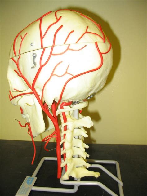 Cranial Arteries Diagram Quizlet