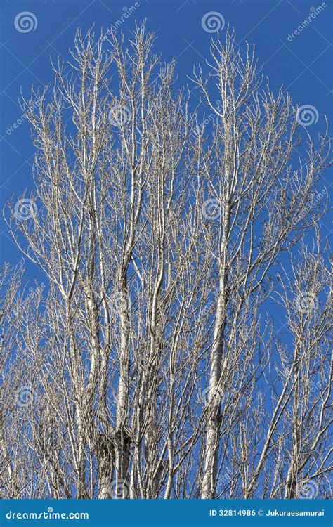 Winter Tree Without Leaves Stock Photo Image Of Season 32814986