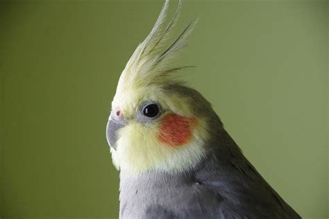 Cockatiel vs Cockatoo: Appearance, Personality & Cost