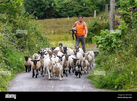 Ballydehob West Cork Ireland 12th June 2023 Ballydehob Based Sheep