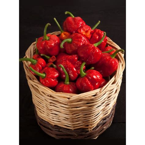 Chili Trinidad Moruga Scorpion Capsicum Chinense Growshop Bg