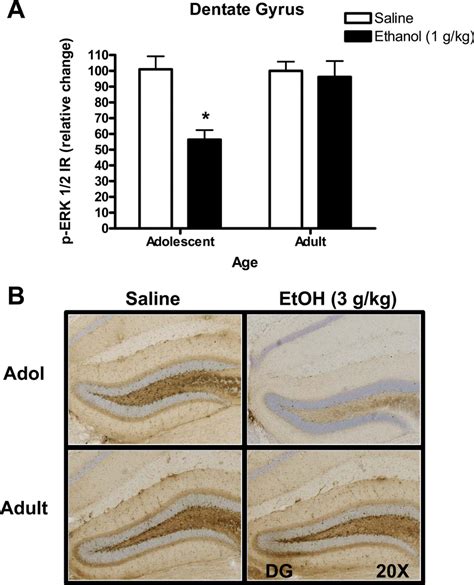 Age Dependent Effect Of Acute Ethanol 1 G Kg On P ERK1 2 IR In The